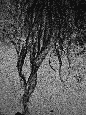 Refined Tree-Of-Life